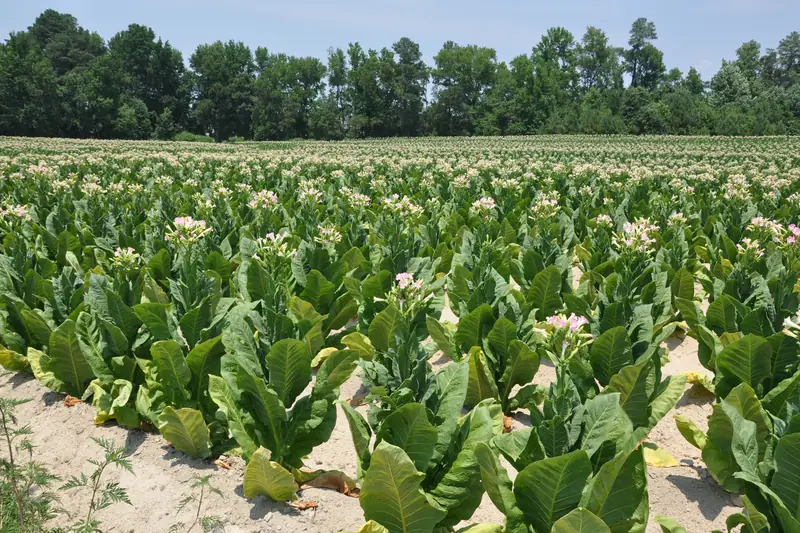 Tobacco field in Rolesville, NC